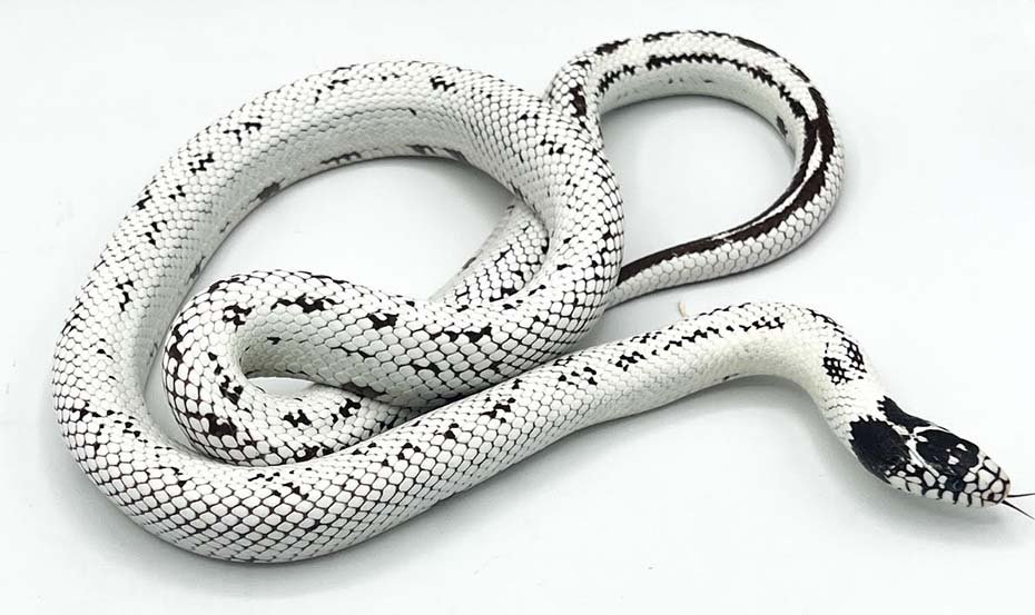 Leucistic California Kingsnake Color Morph