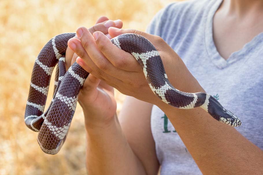 California Kingsnake hand held