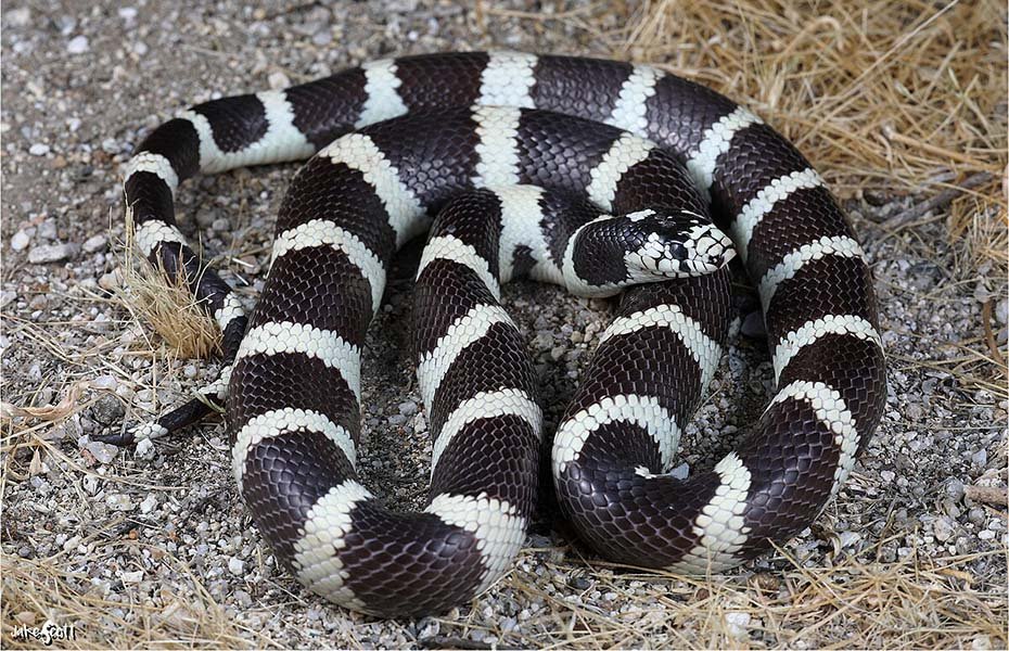 California Kingsnake in habitat