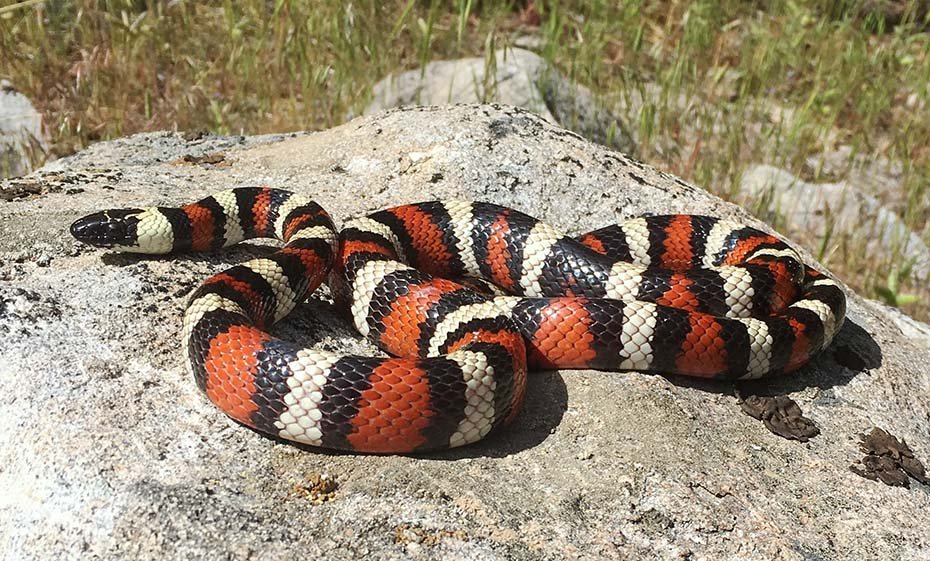 California Mountain Kingsnake in the wild