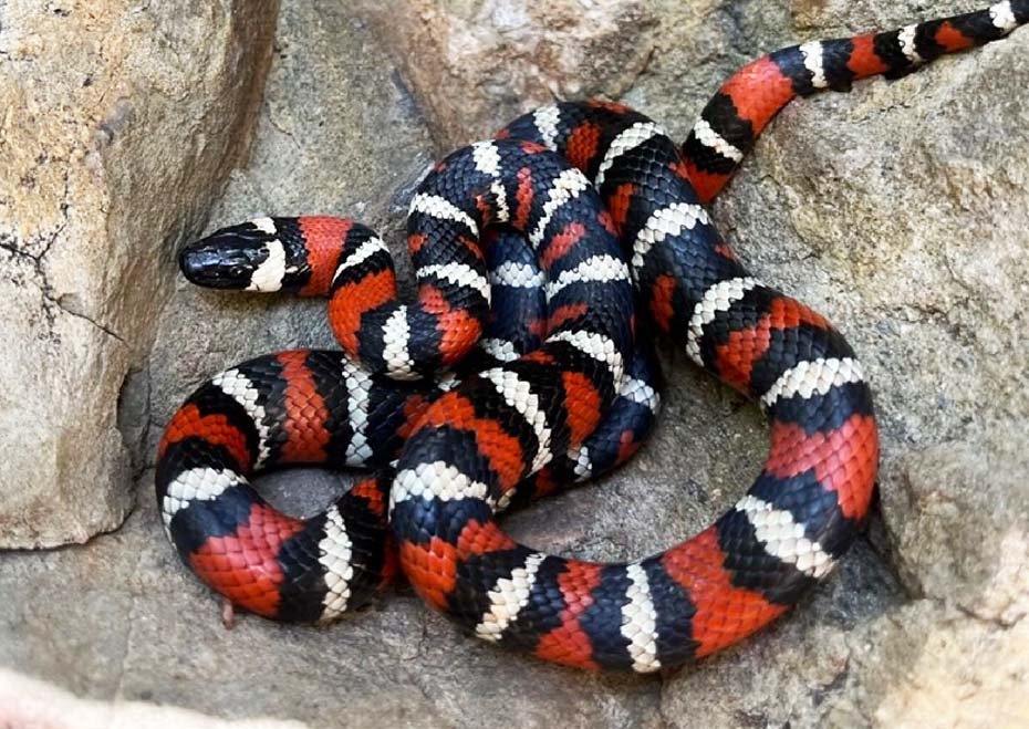 California Mountain Kingsnake in habitat