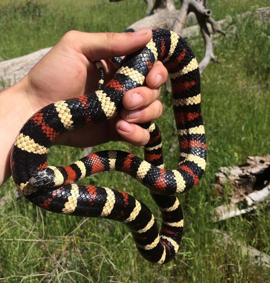 California Mountain Kingsnake Hand held