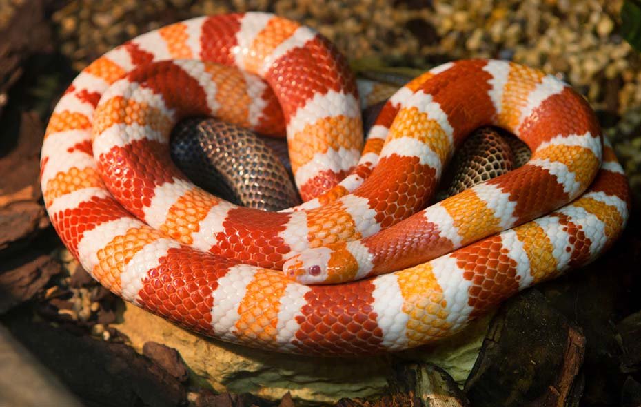 Honduran Milk Snake in habitat