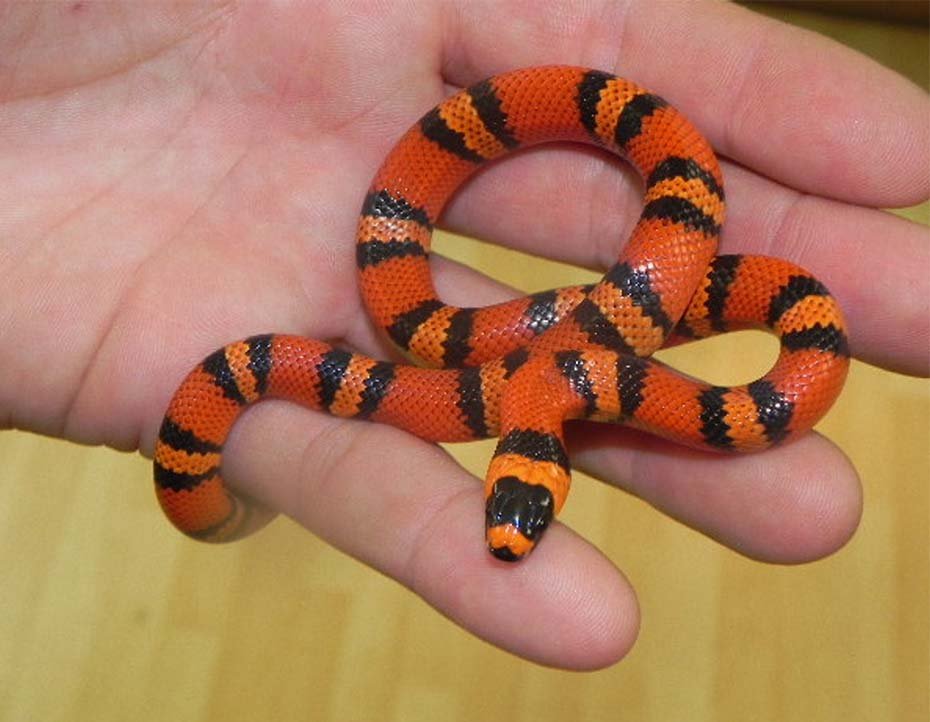 Honduran Milk Snake in hand