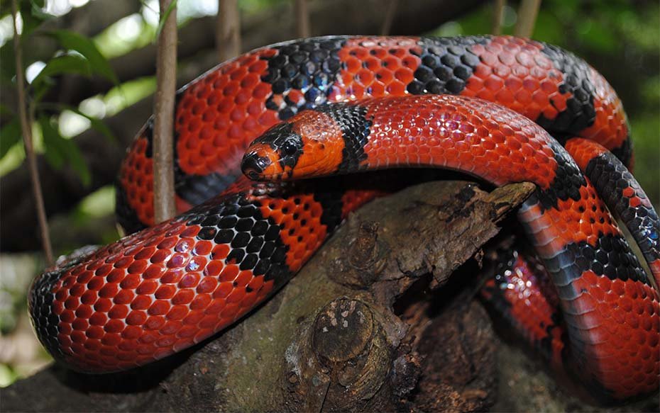 Honduran Milk Snake in wild