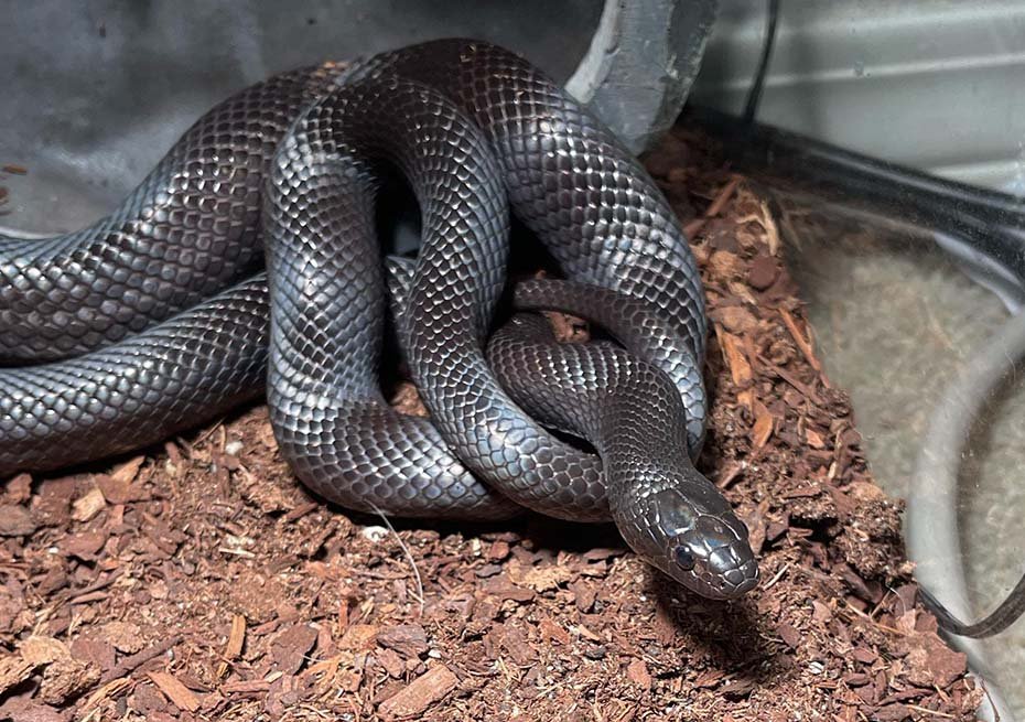 Mexican Black Kingsnake in habitat