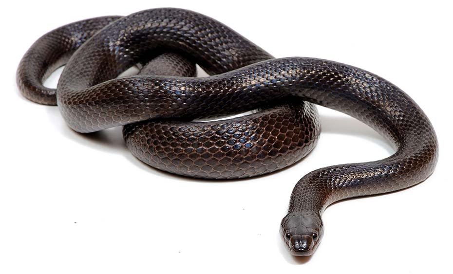 Mexican Black Kingsnake moving