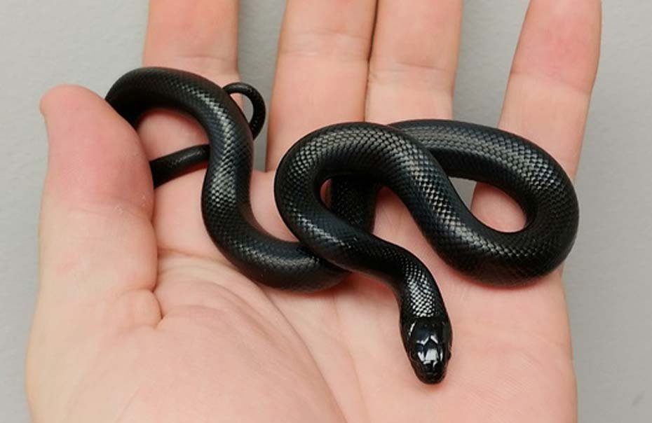 Mexican Black Kingsnake in hand